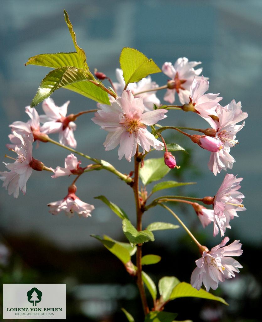 Prunus subhirtella 'Fukubana'