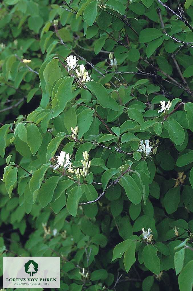 Lonicera tatarica