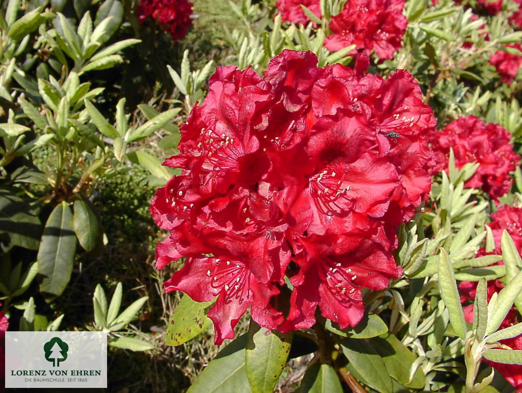 Rhododendron Hybride 'Erato'