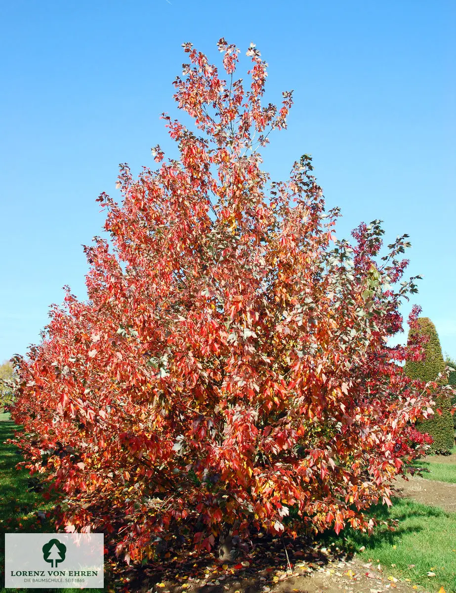 Acer rubrum 'October Glory'