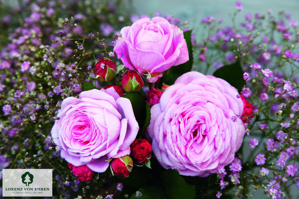 Rosa 'Rosengräfin Marie Henriette'