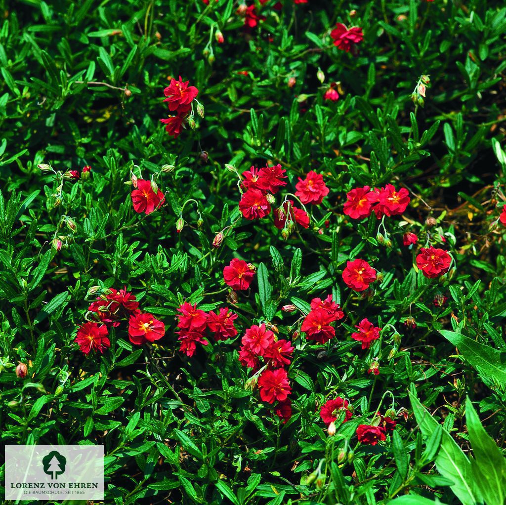 Helianthemum 'Cerise Queen'