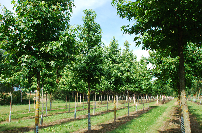 Liquidambar styraciflua