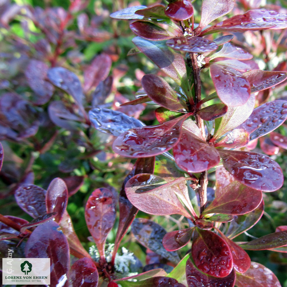 Berberis thunbergii 'Atropurpurea Nana'