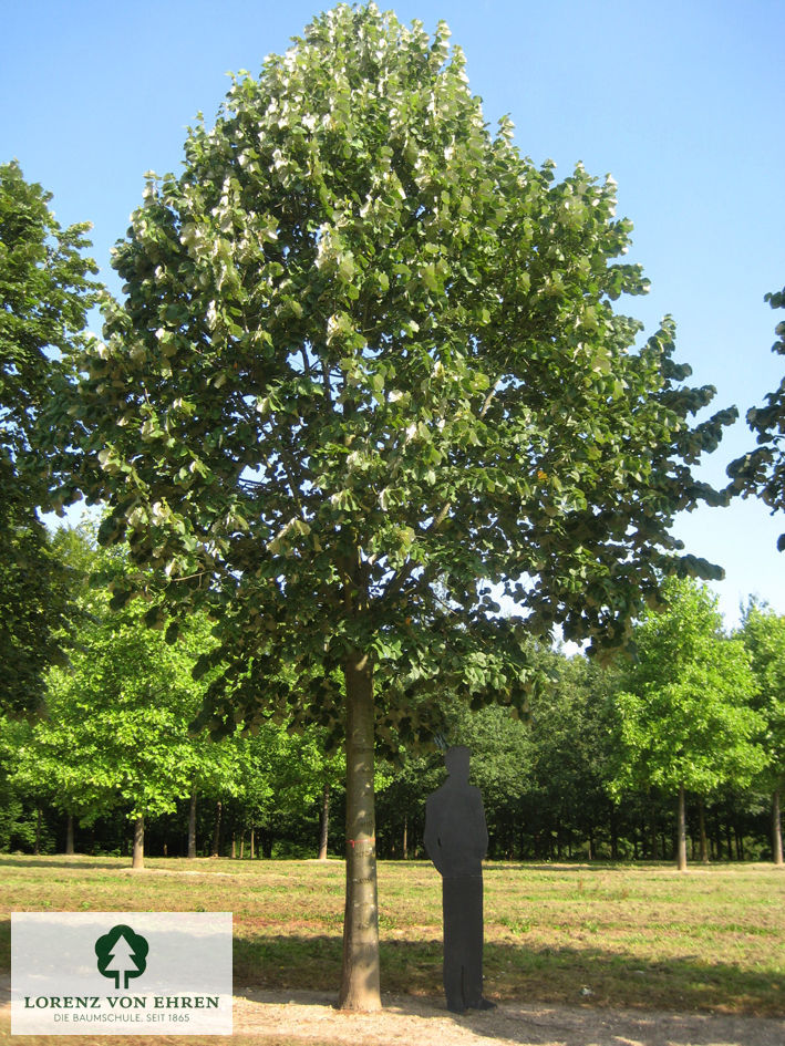 Tilia tomentosa 'Brabant'