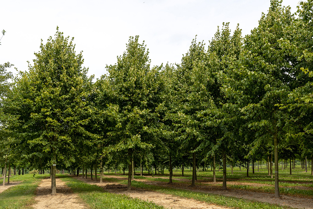Tilia europaea Pallida Sommer Große Linden in Reihen