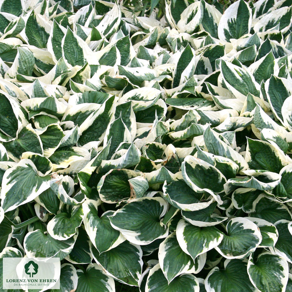 Hosta 'Patriot'