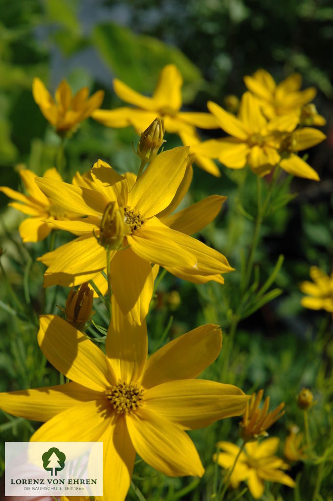 Coreopsis verticillata 'Zagreb'