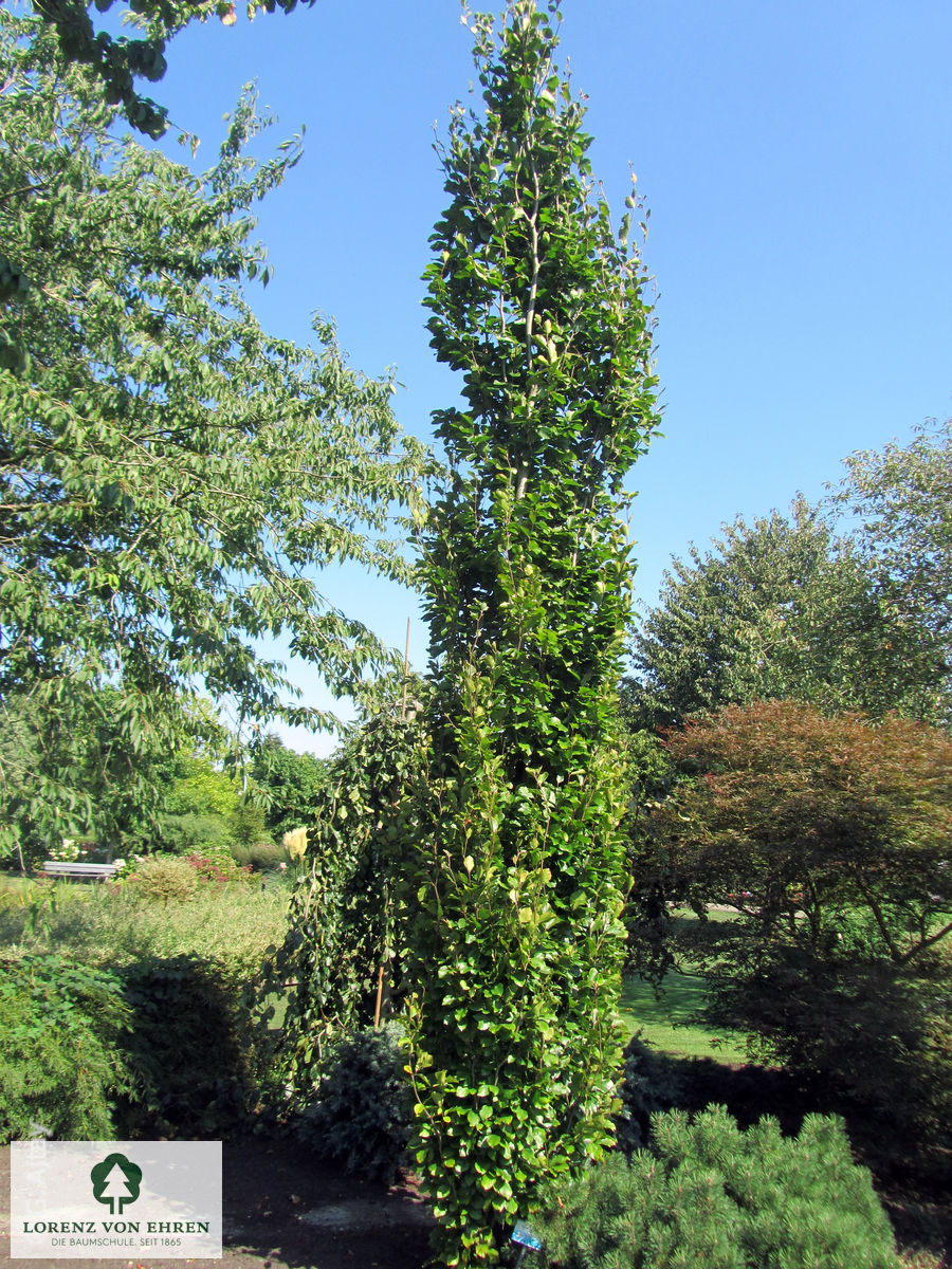 Fagus sylvatica 'Dawyck Gold'