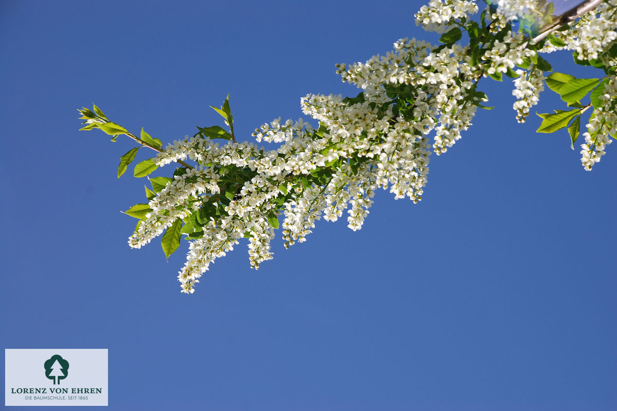 Prunus padus 'Tiefurt'