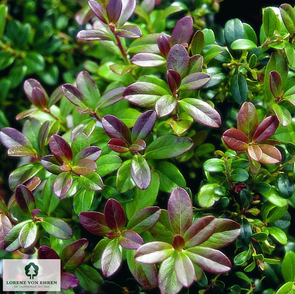 Vaccinium vitis-idaea 'Koralle'