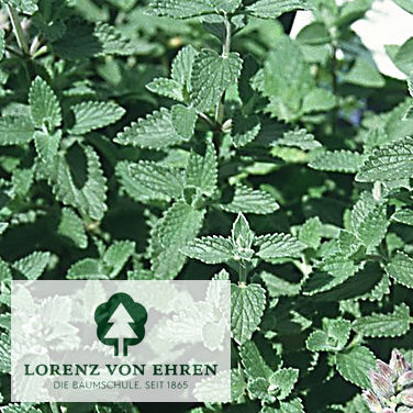 Nepeta faassenii 'Alba'