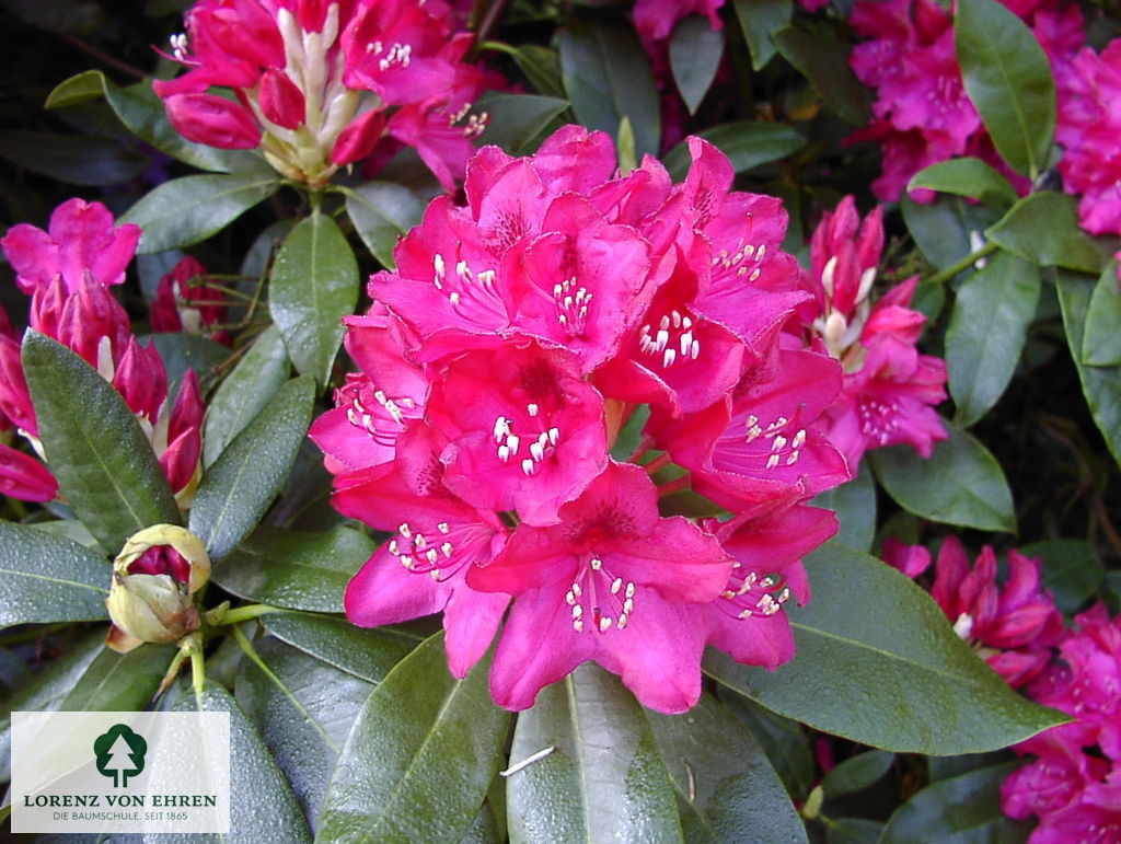 Rhododendron Hybride 'Nova Zembla'