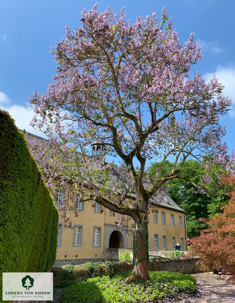 Paulownia tomentosa