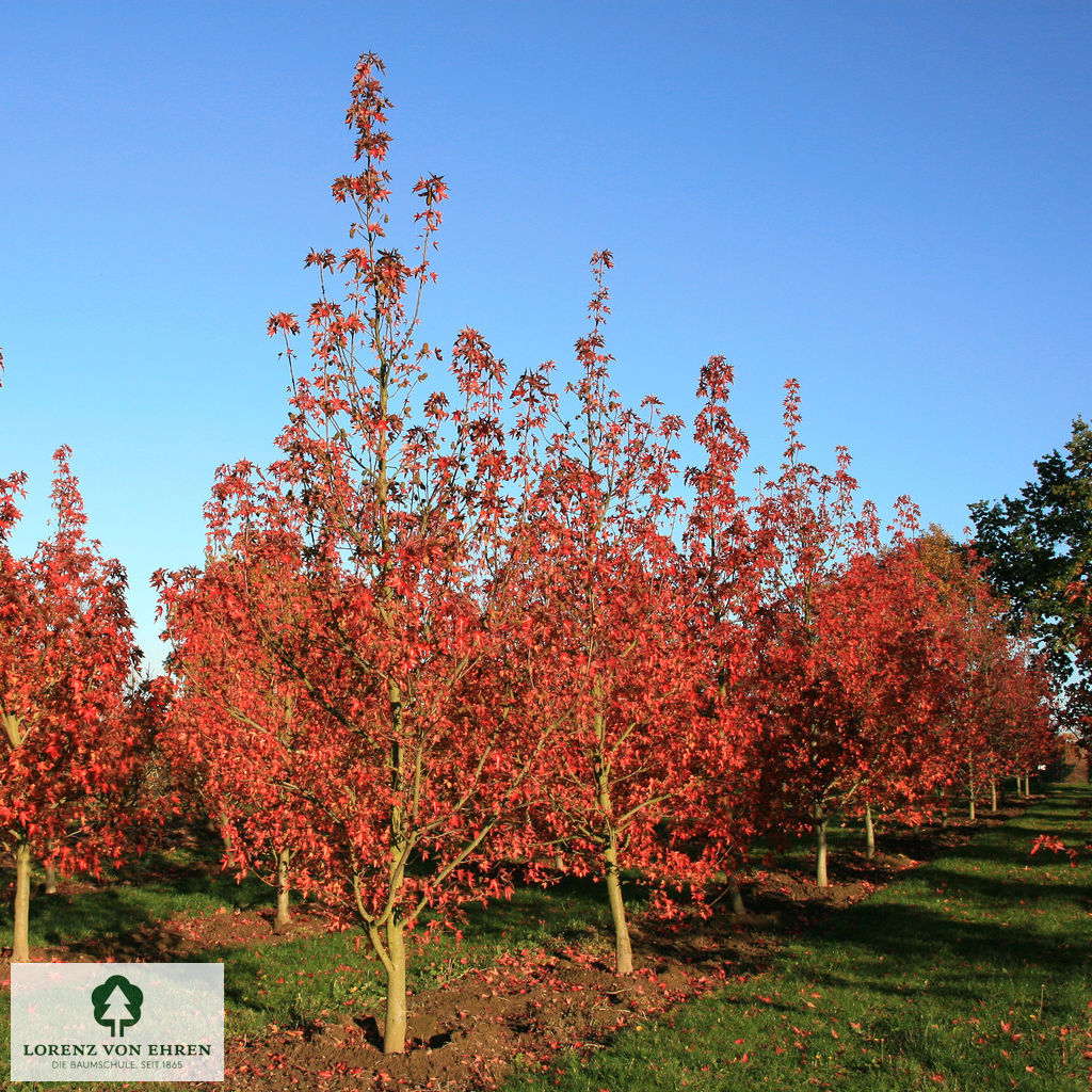 Liquidambar styraciflua 'Worplesdon'