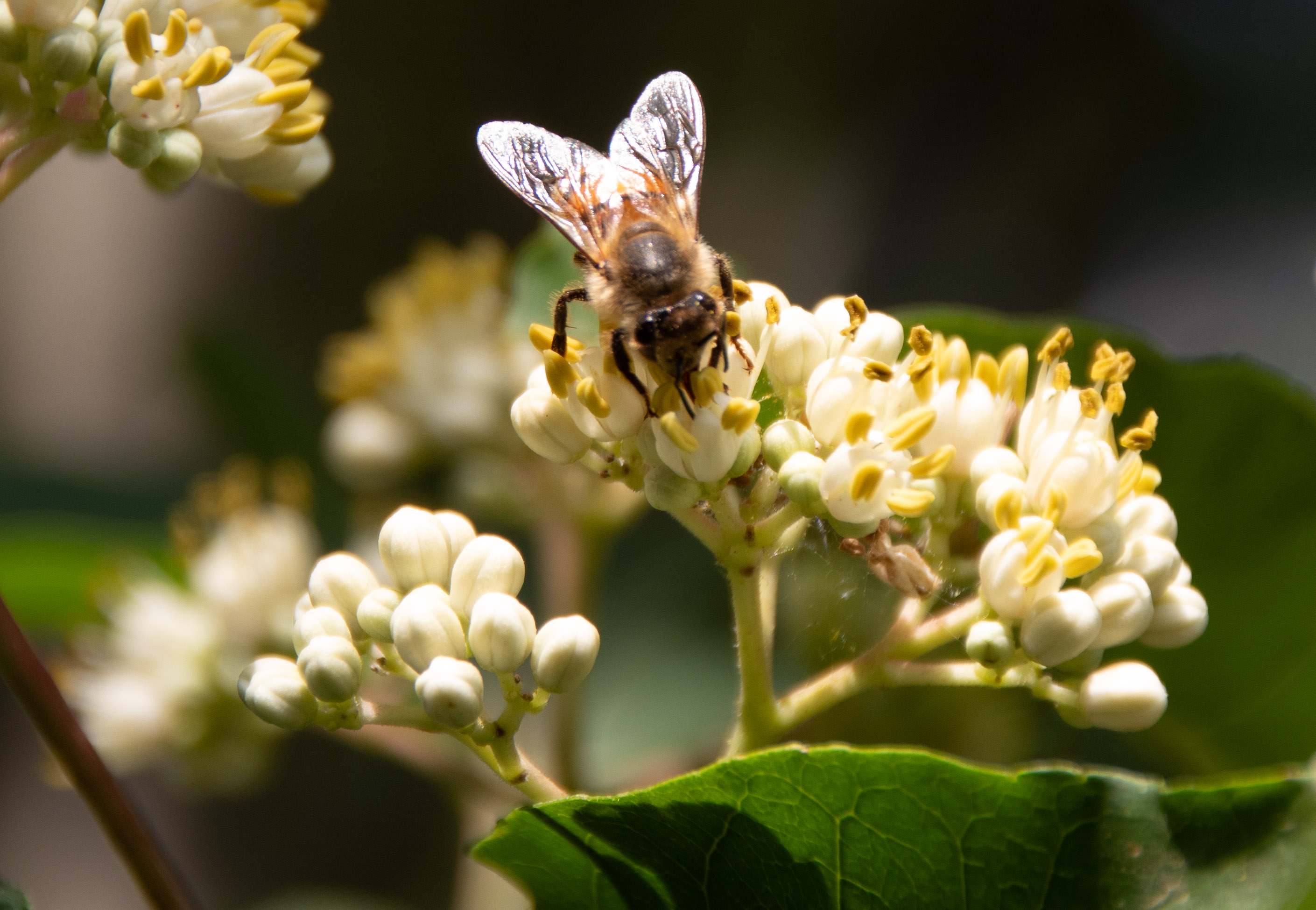Biene auf Doldenblüte