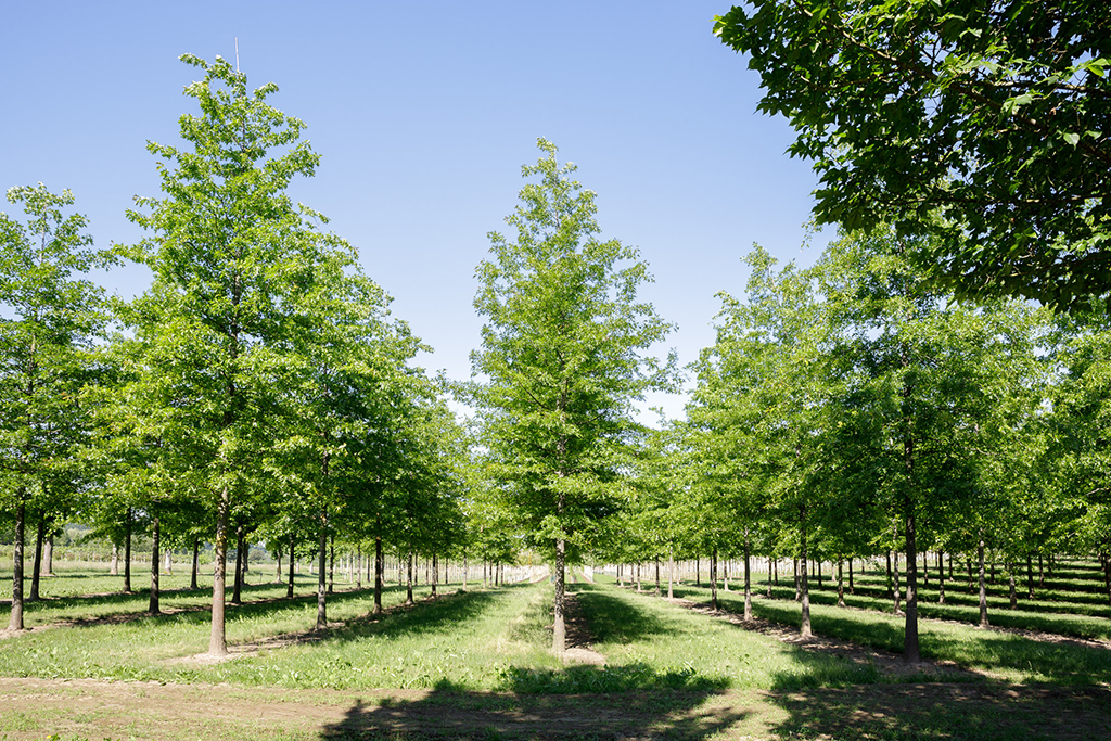 Baumschule Quercus palustris Sommergrüne Sumpfeichen in Reihen