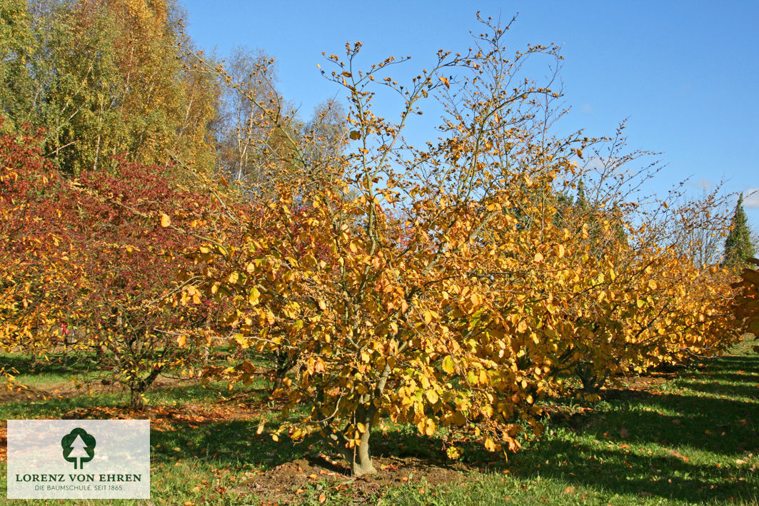 Hamamelis virginiana