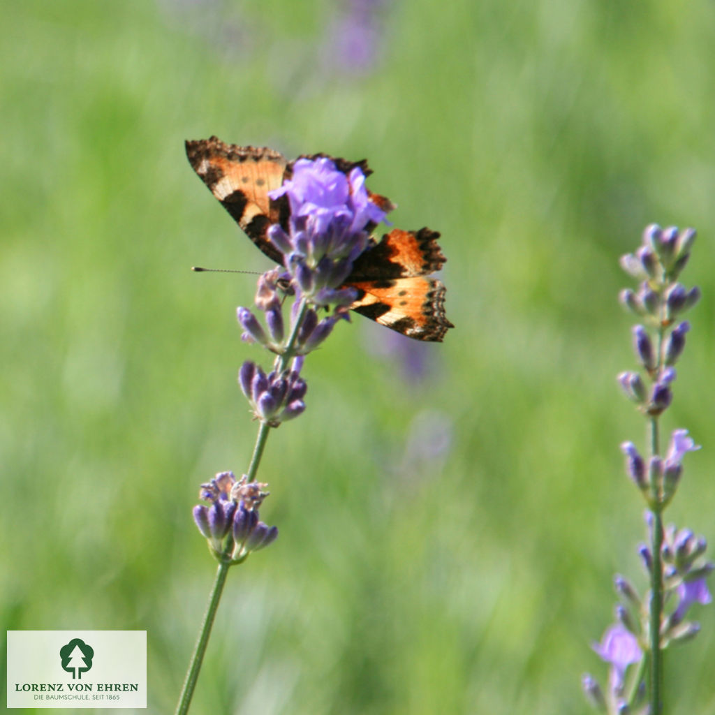 Lavandula angustifolia 'Munstead'