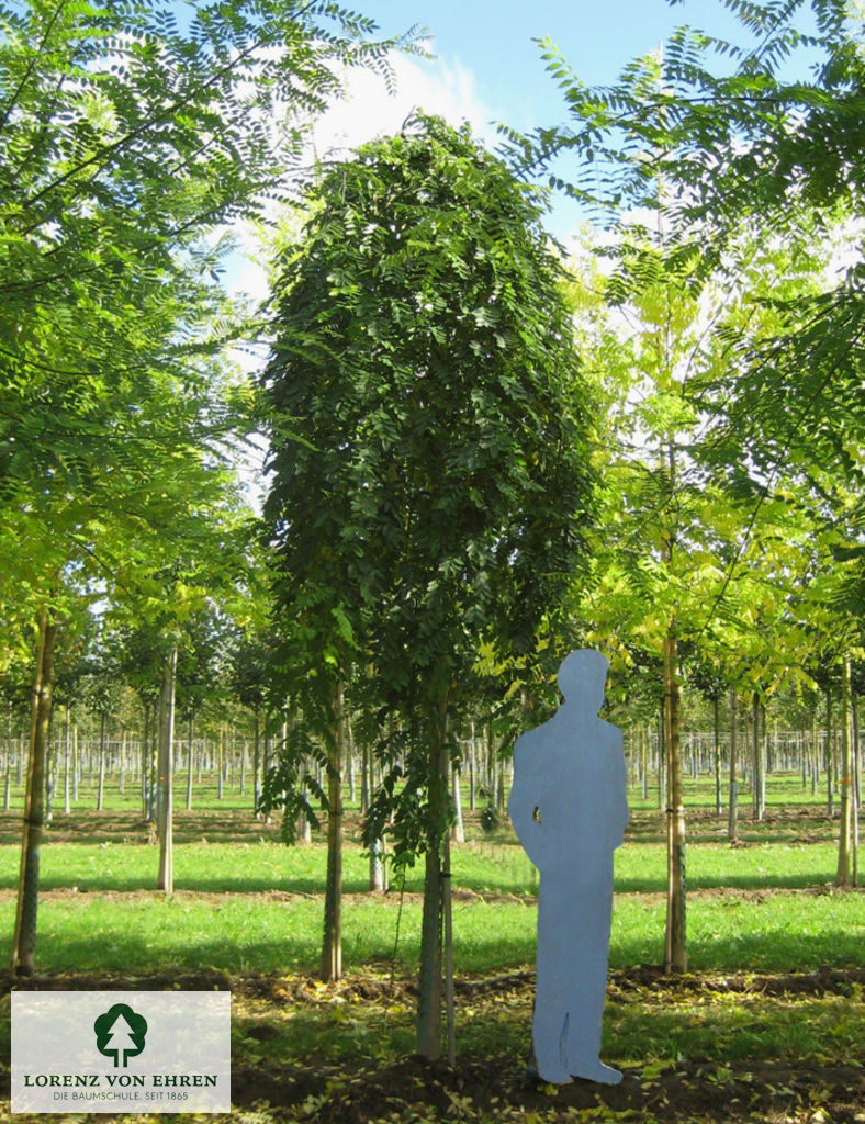 Sophora japonica 'Pendula'