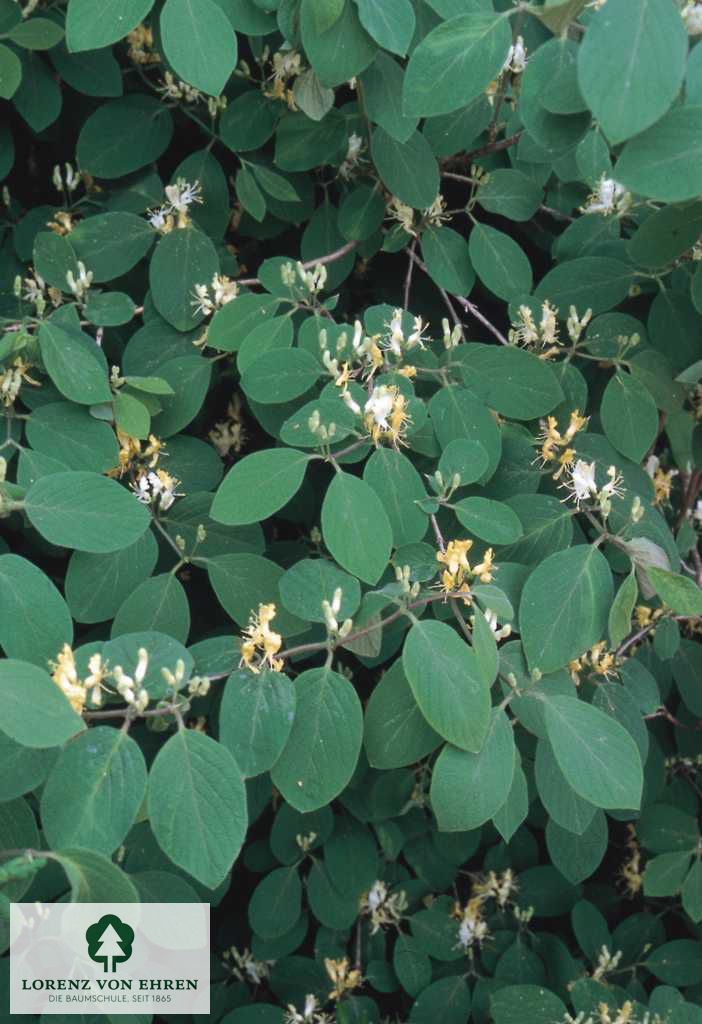 Lonicera caerulea