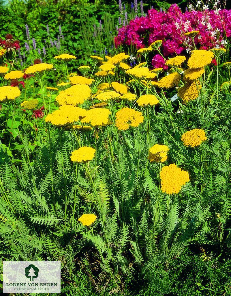 Achillea filipendulina 'Coronation Gold'