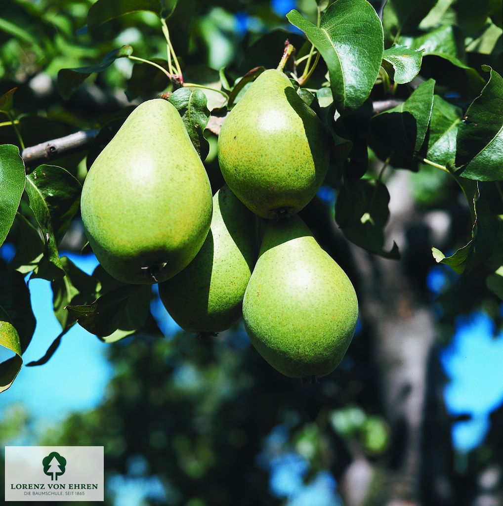 Pyrus communis 'Köstliche Von Charneu'