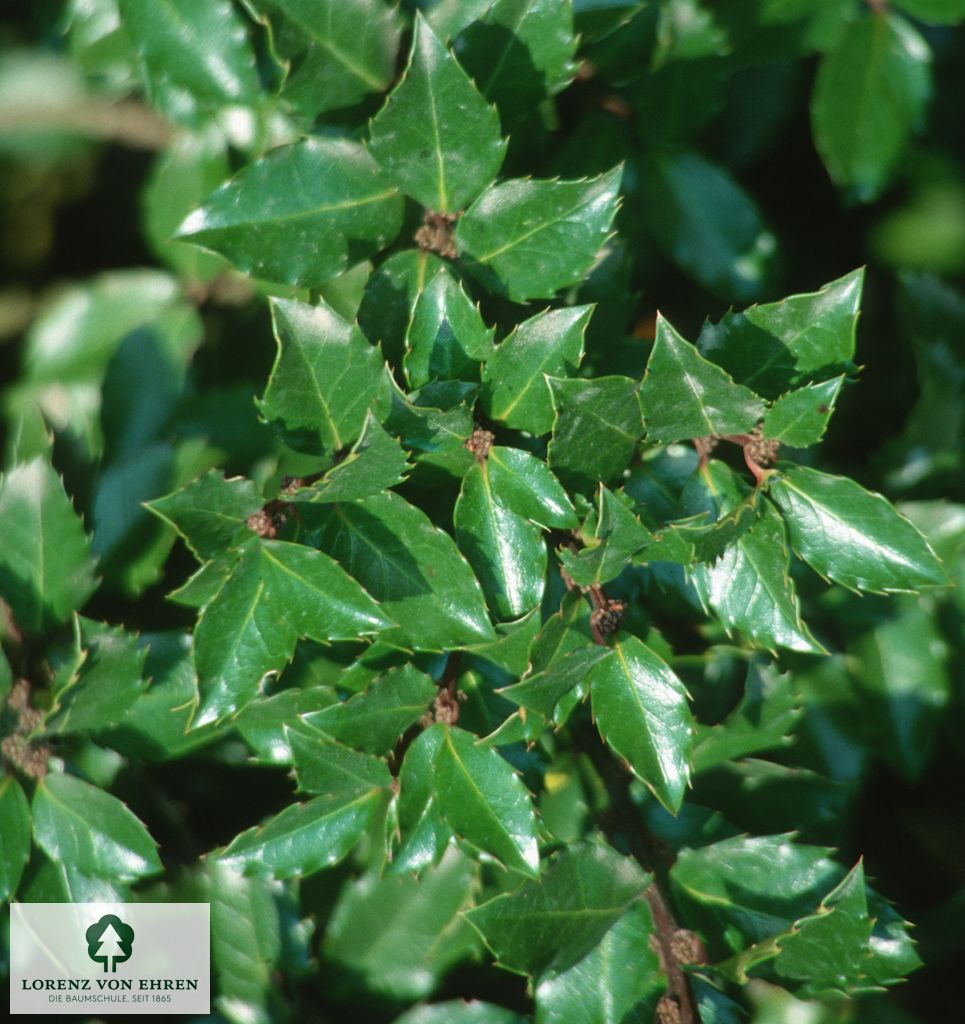 Ilex meserveae 'Blue Prince'