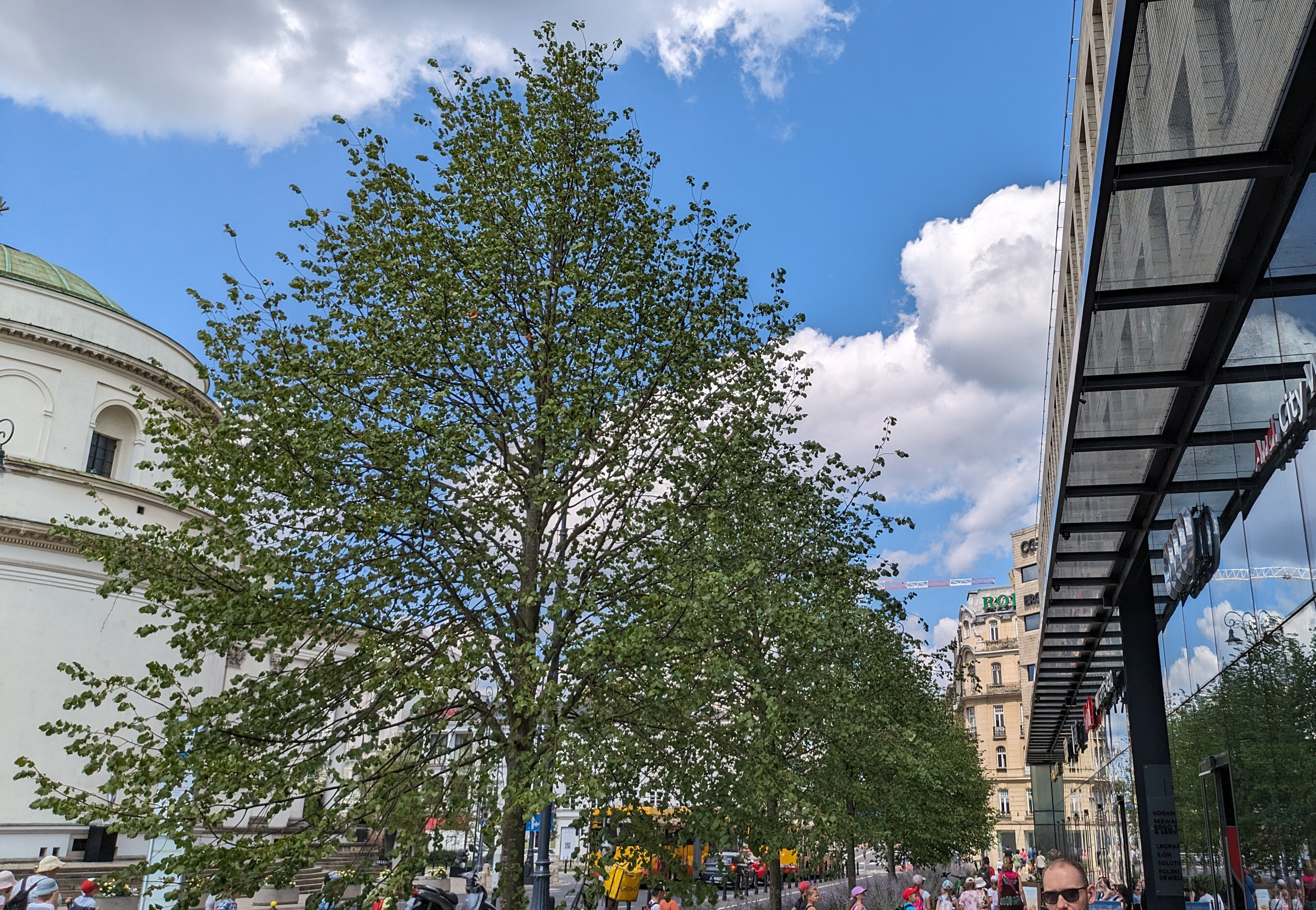 Großer Laubbaum  seitlich einer Glasfront 