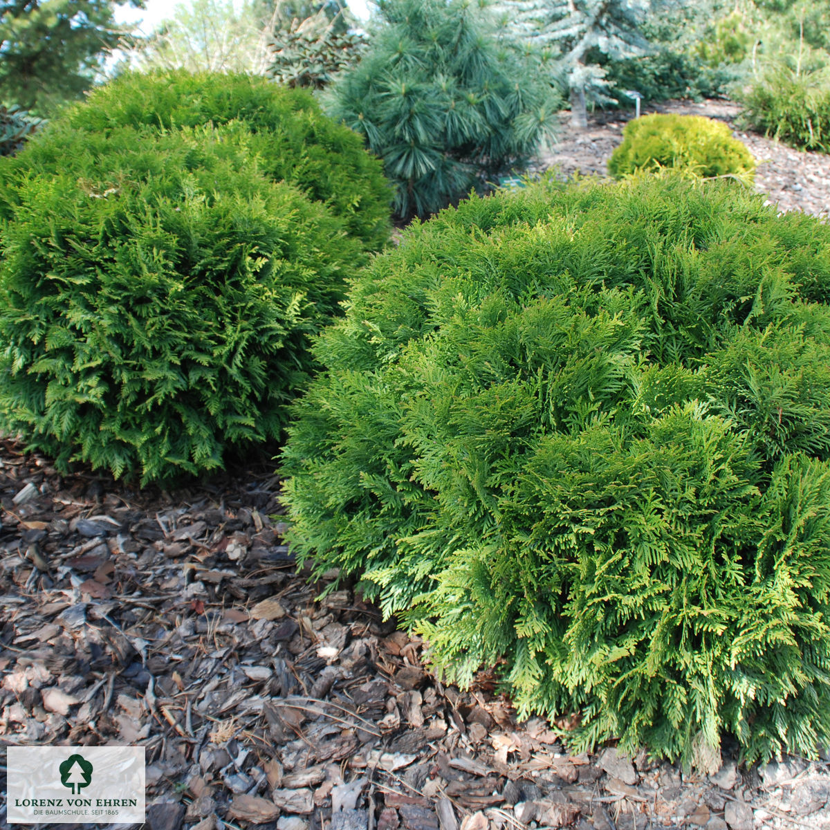 Thuja occidentalis 'Tiny Tim'