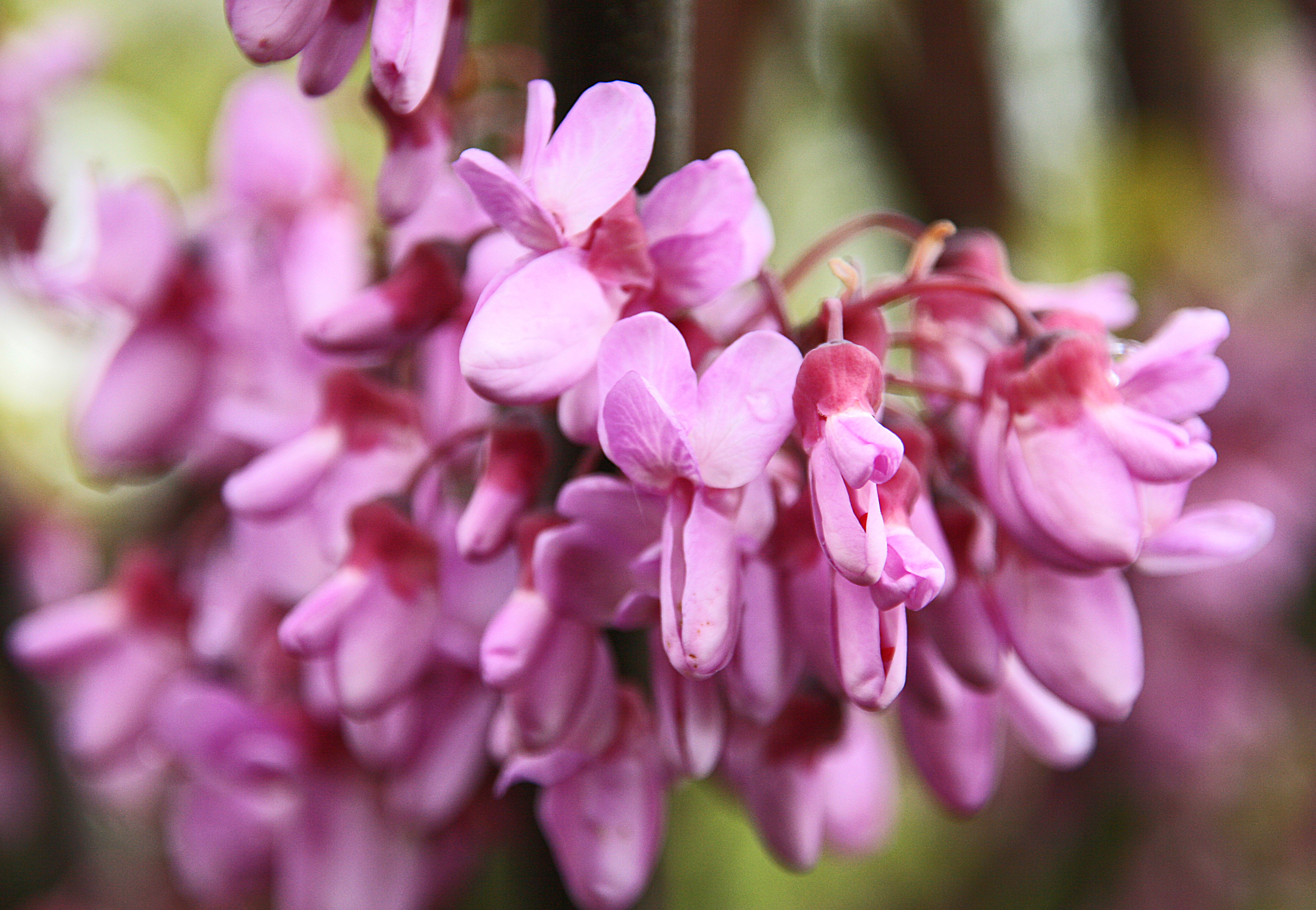 Lilafarbene üppige Blüte des Kuchenbaumes