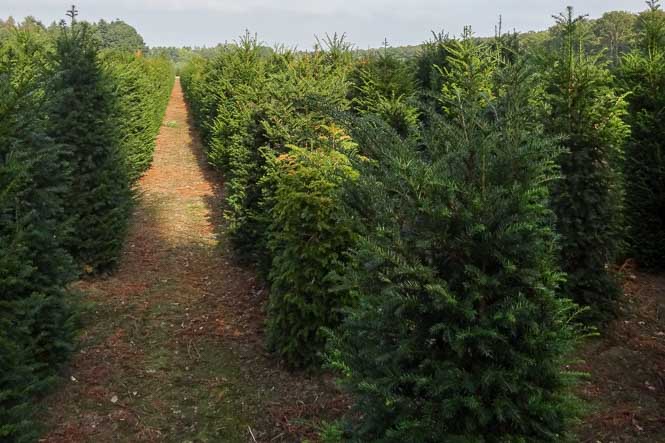 Formgehölz Kegel Taxus baccata Eiben als Kegel geschnitten
