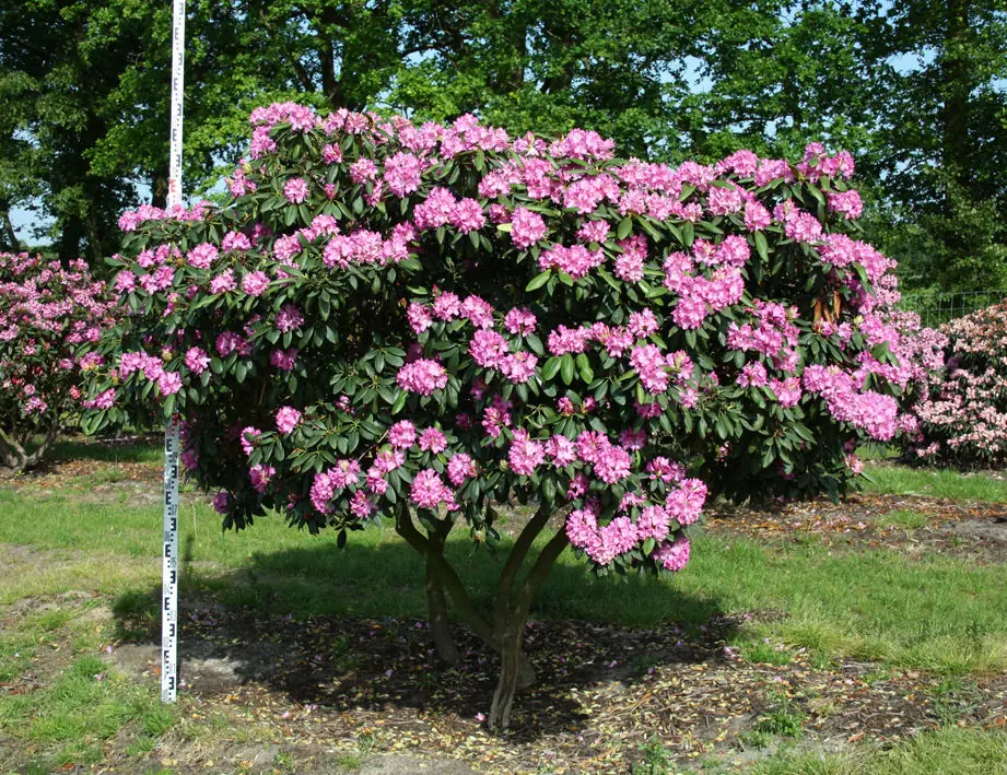 Rhododendron Hybride 'Roseum Elegans' mit rosalila Blüte, Blütezeit: Ende Mai - Ende Juni.