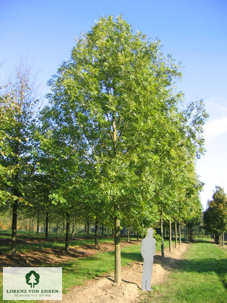 Fraxinus excelsior