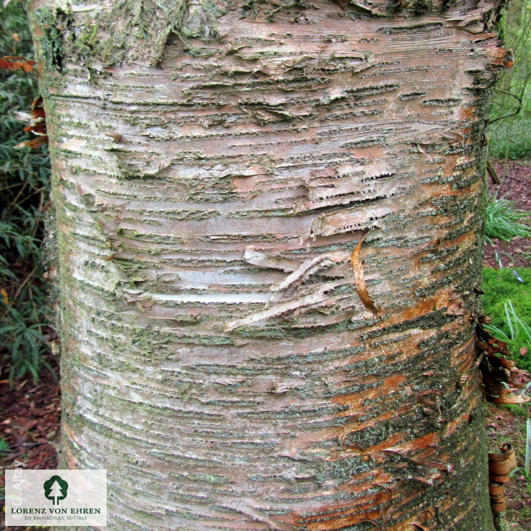 Betula maximowicziana