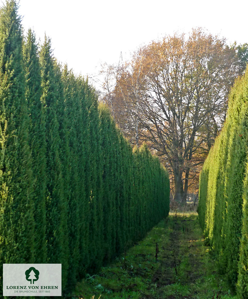 Juniperus communis 'Vemboö'