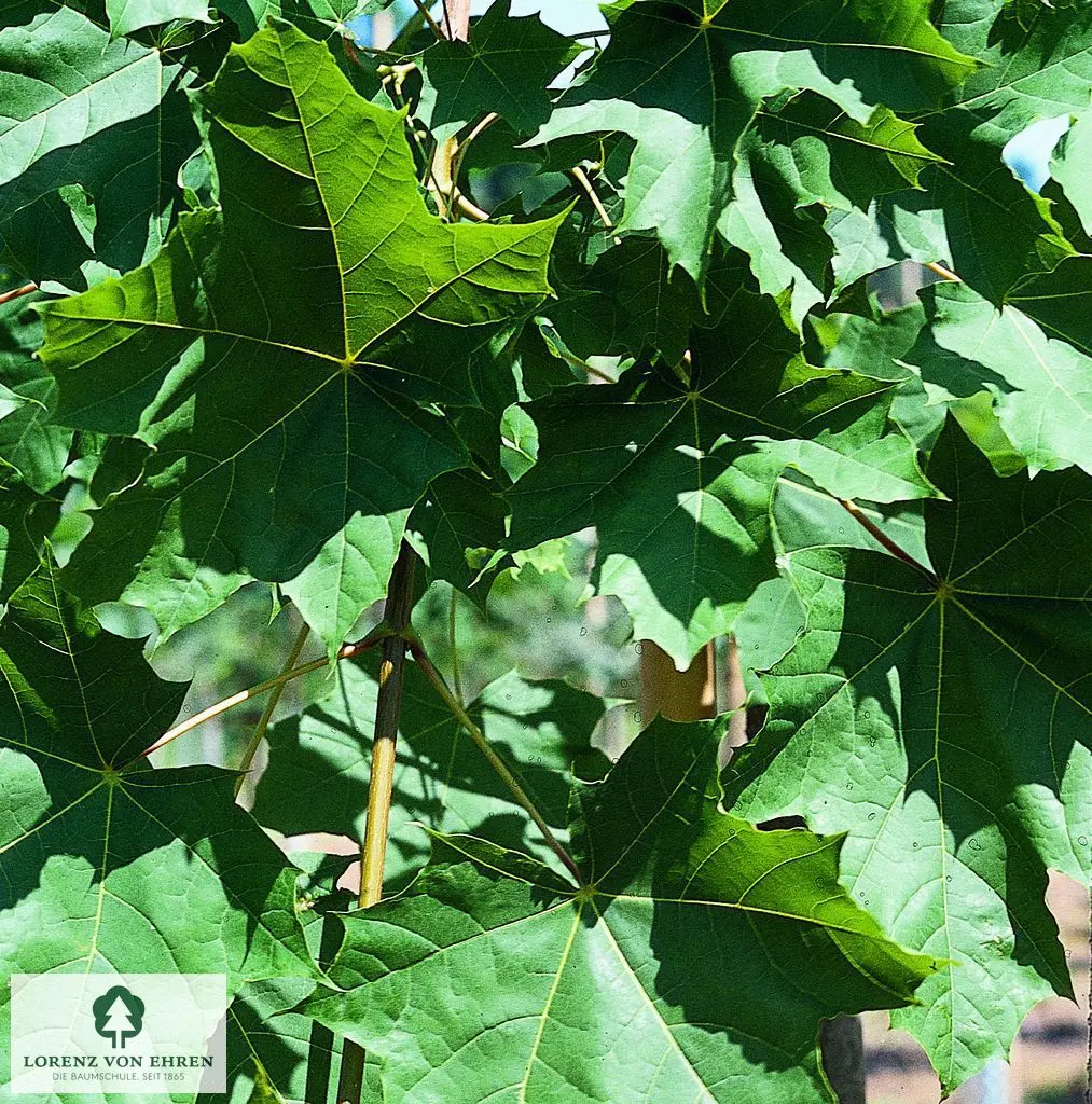 Acer platanoides 'Farlake's Green'