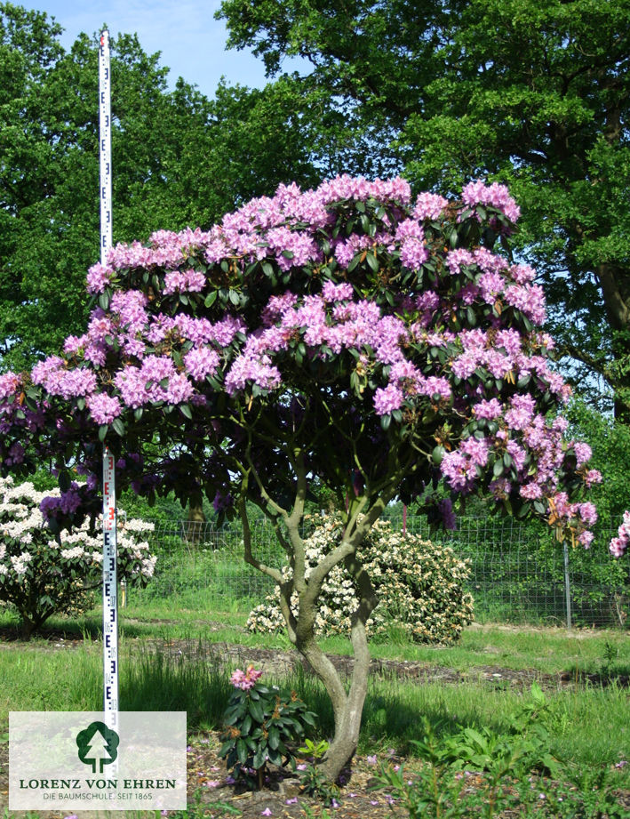 Rhododendron Hybride 'Catawbiense Grandiflorum'