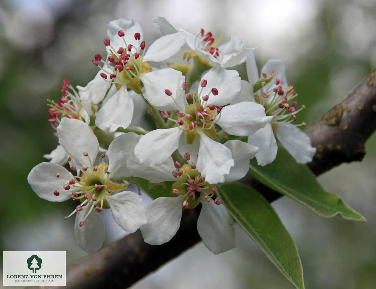 Pyrus communis 'Gräfin von Paris'