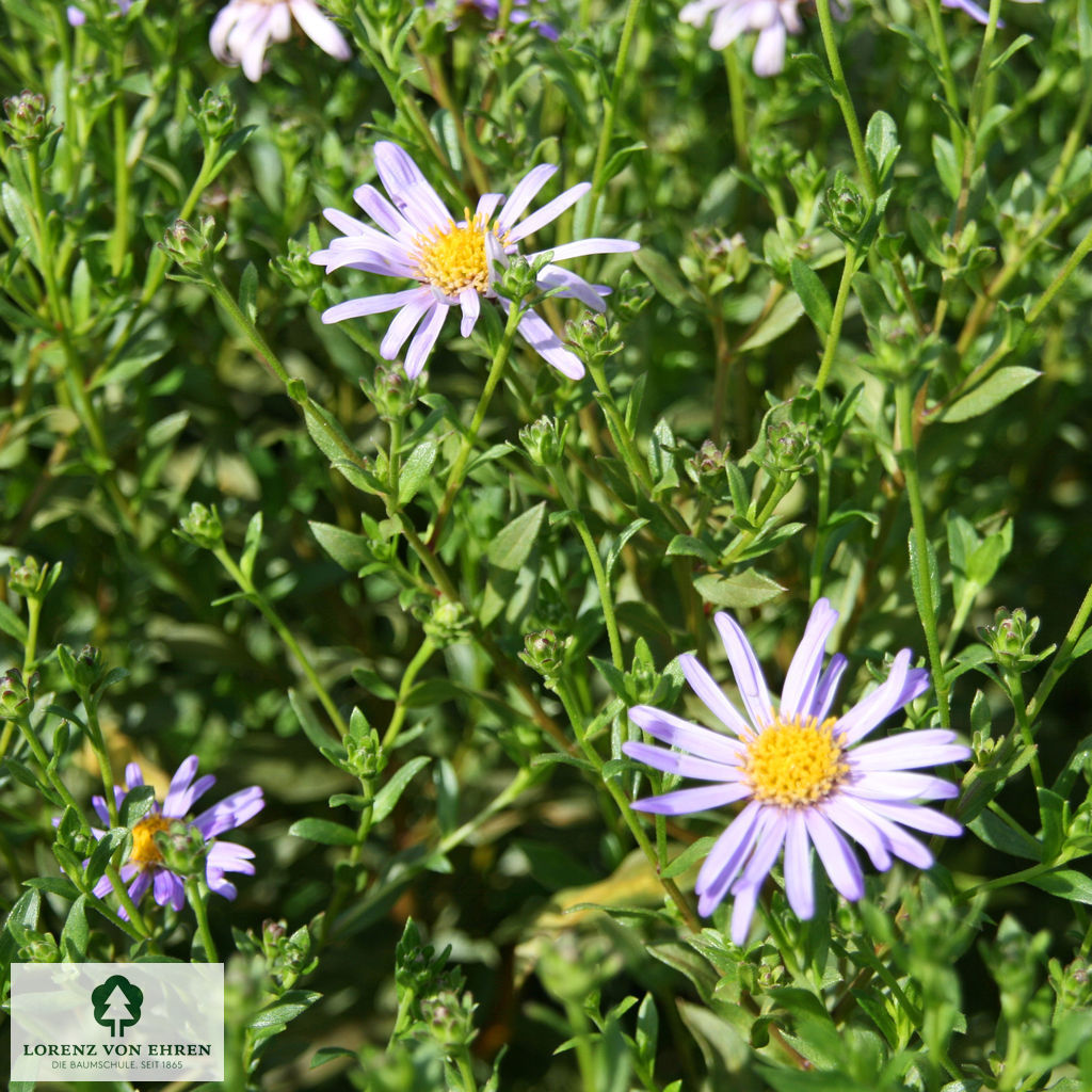 Aster amellus 'Dr Otto Petschek'