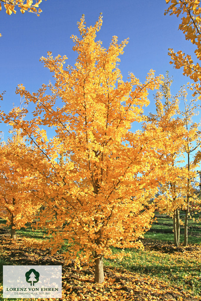 Ginkgo Baum in strahlenden Herbstfarben