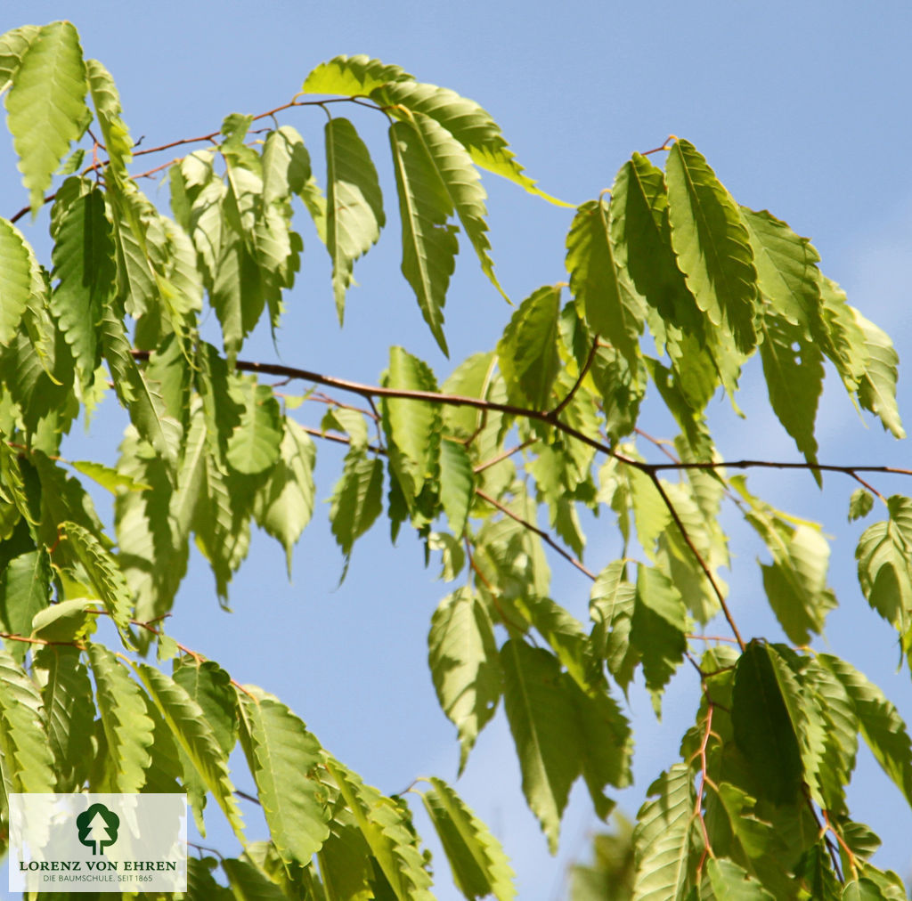 Zelkova serrata 'Green Vase'