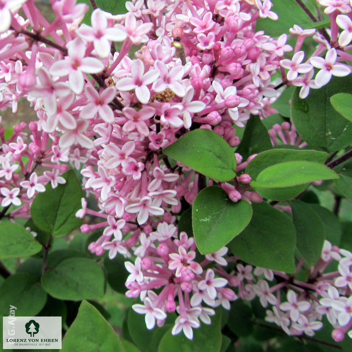 Syringa meyeri 'Palibin'