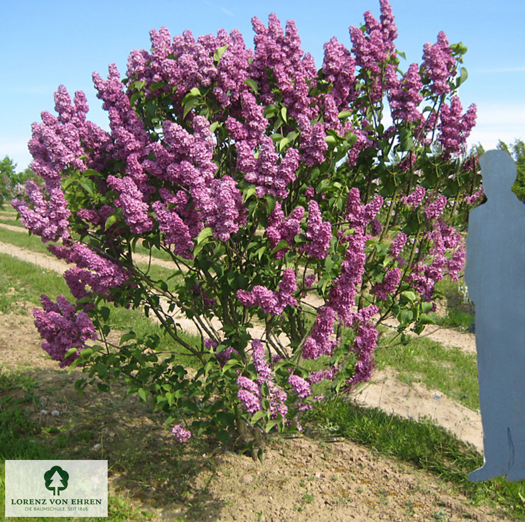 Syringa vulgaris 'Andenken an Ludwig Späth'