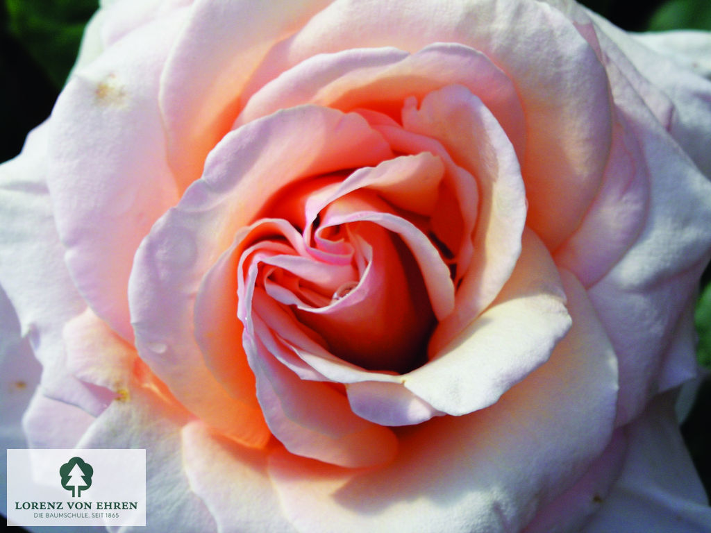 Rosa 'Frederic Mistral'