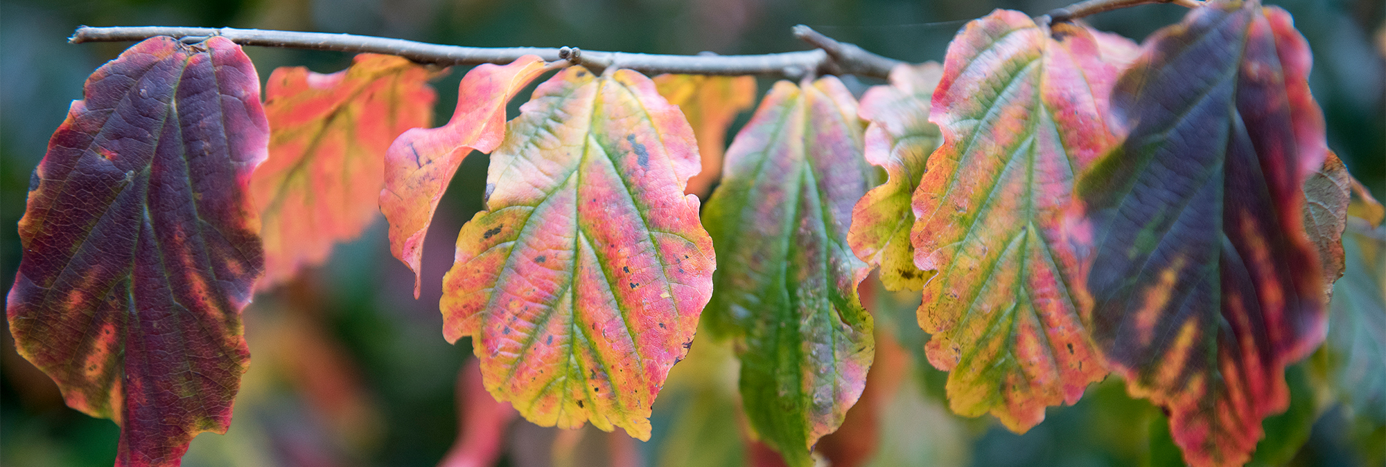 Parrotia persica Laub Herbst Ein Aste voller buntgefärbter Blatter des Eisenholzbaumes
