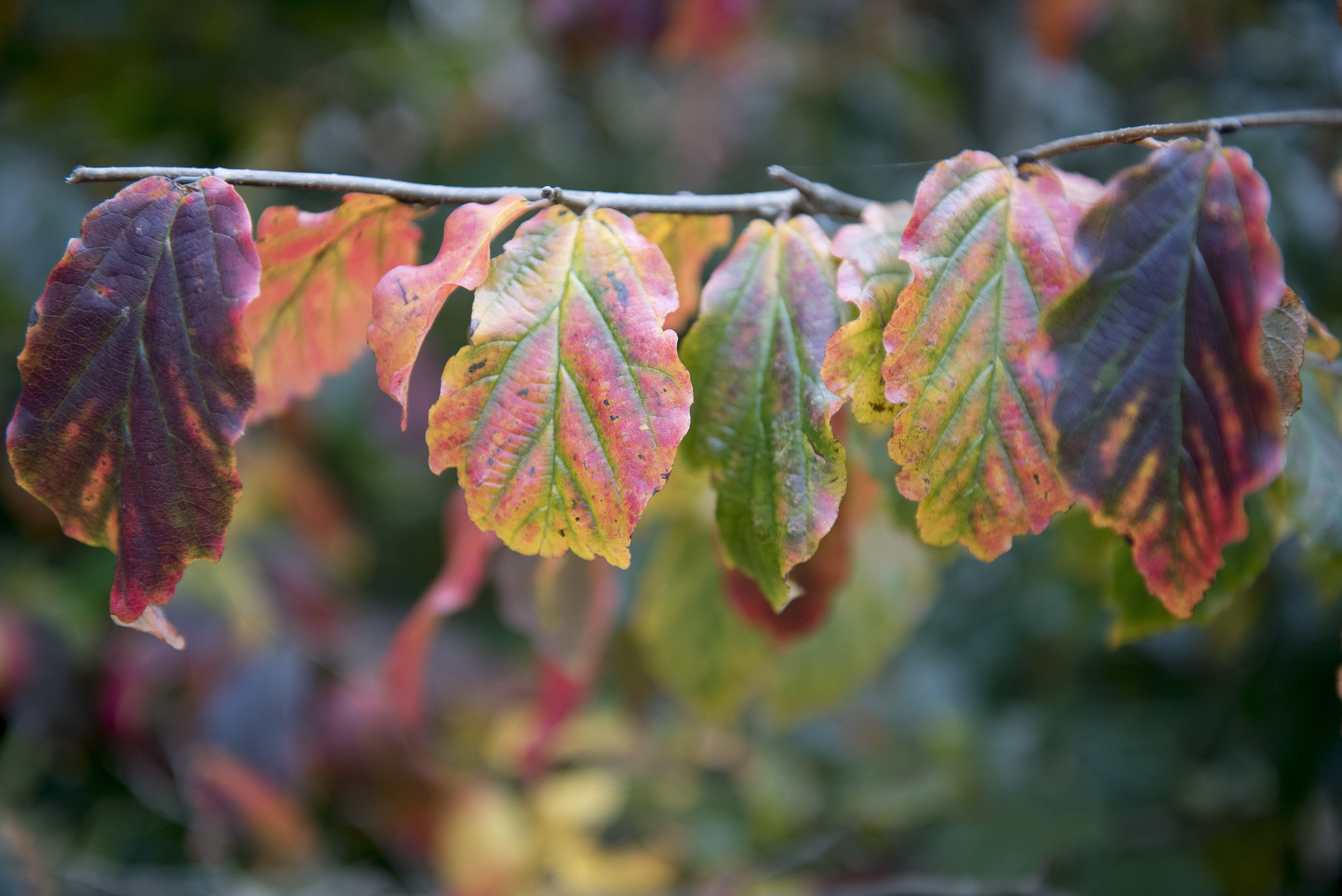 Parrotia persica Unikat