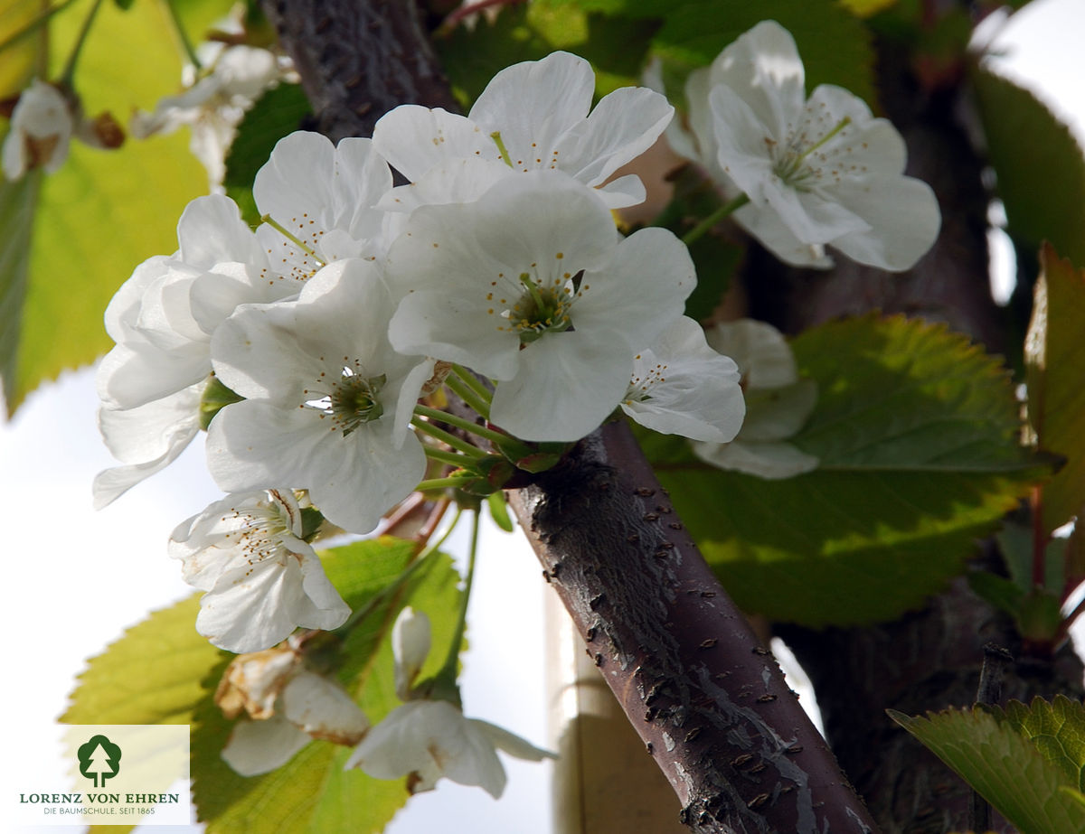 Prunus gondouinii 'Schnee'