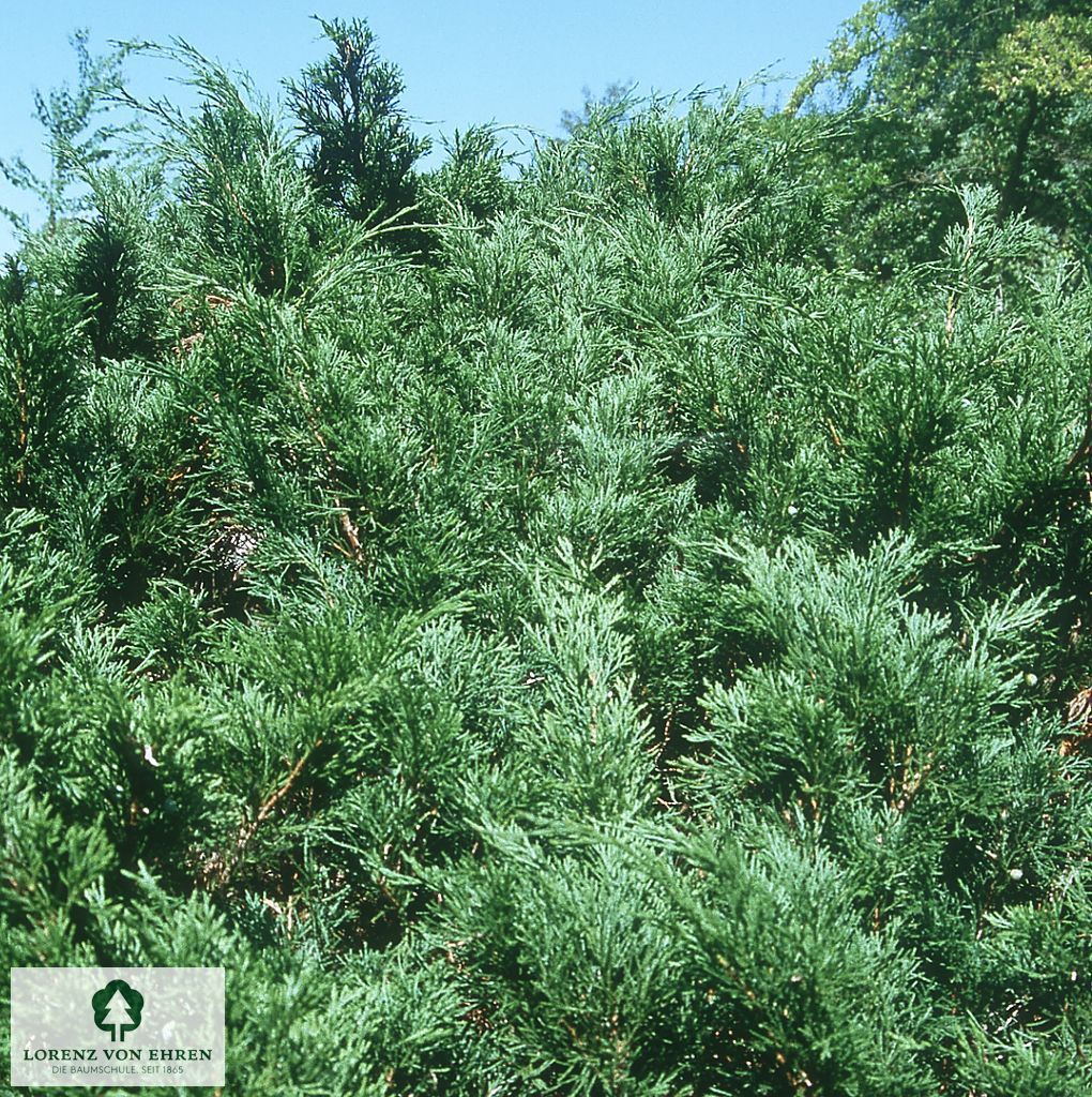 Juniperus sabina 'Femina'