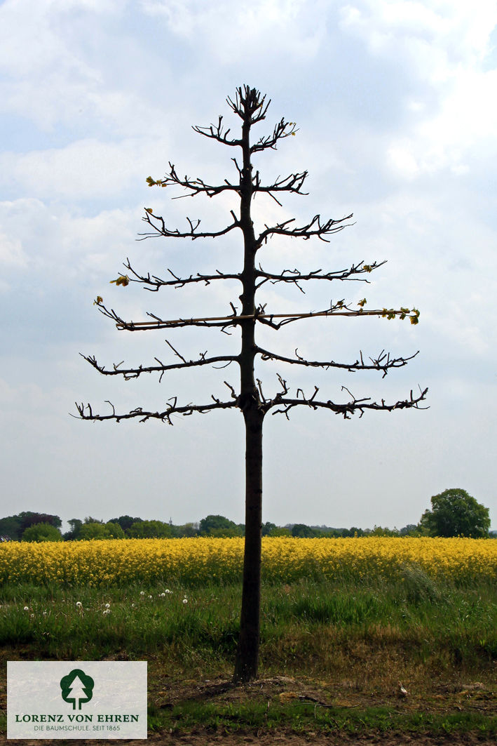 Tilia europaea